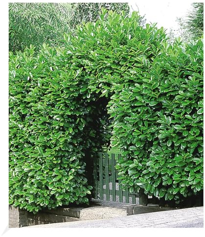 BALDUR Garten 50er Kirschlorbeer Hecke, Pflanzen im 9x9 cm-Topf | Prunus laurocerasus, winterhart und immergrün, blickdichter Sichtschutz, schnell wachsend, glänzende, sattgrüne Blätter