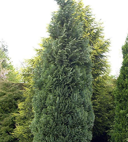 Blaue Säulenzypresse 80-100cm - Chamaecyparis lawsoniana - lebende Gartenpflanze aus den Baumschulen