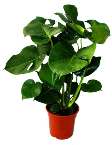Monstera Deliciosa Natural de Interior Transforma tu Casa en un Espacio Natural