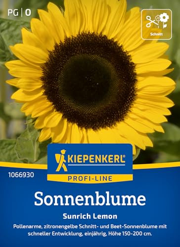Kiepenkerl Sonnenblumensamen Sunrich Lemon 1066930, Blumensaat | Pollenarme, zitronengelbe Blüten für Beete & Schnittblumen, Blumenwiese, Höhe 150-200 cm