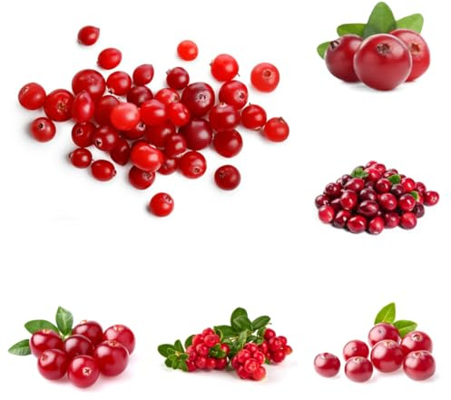 semillas de arándano rojo Semillas de frescas, decoración de jardín al aire libre, semillas orgánicas columnares de jardín 130pcs