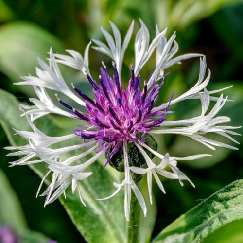 Bedwen Centaurea 'Amethyst in Snow' 2L Plant – White & Purple Perennial Cornflower for Cottage Borders, Pollinators & Summer Colour