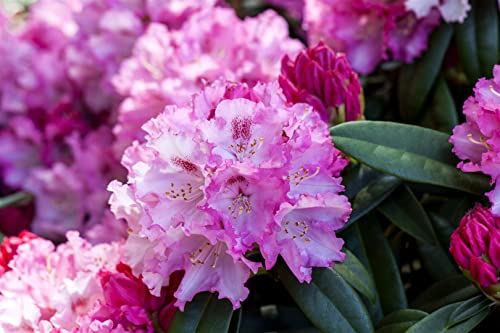 Rhododendron yak. 'Arabella' 30-40 cm - INKARHO, rosa Blüten, Blütezeit Mai-Juni, ideal für saure Böden, winterhart und pflegeleicht