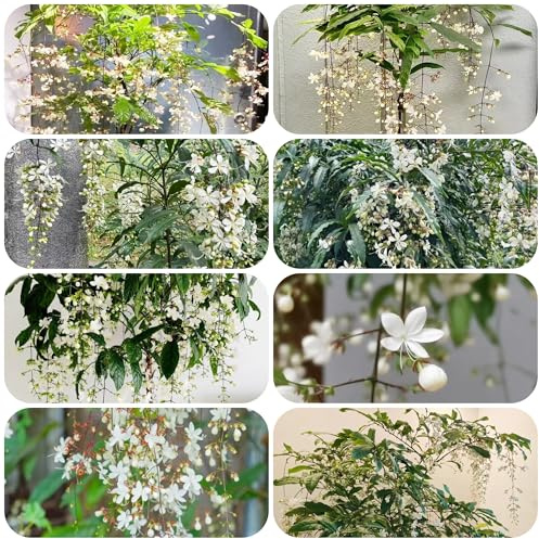 Semillas resistentes y fragantes de la planta de jazmín jardín interior sombra resistentes flores cortadas perennes flores de jardín jazmín fragante resistente 150pcs