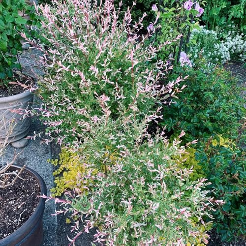Semillas de tallo de sauce arlequín mini jardín, arbustos resistentes comprar sauce arlequín arbustos, semillas de interior verdes, decoración jardín 25pcs