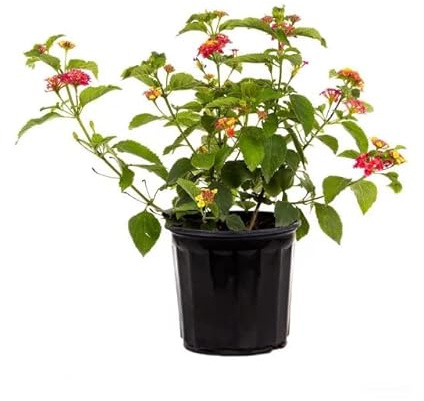 Lantana Camara La Planta Natural Multicolor que Transformará Tu Jardín en un Paraíso