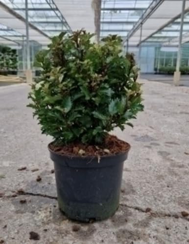 Ilex meserveae 'Little Rascal' - Houx Crénelé 20-25 cm en pot
