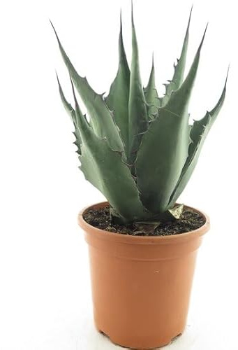 Bloomique - Agave Havardiana - Piante da giardino - Resistenti - Altezza 30-40 cm - Vaso 26 cm