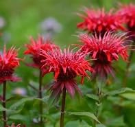 MONARDA Gardenview Scarlet, Bergamot, bee Balm, Horsemint, and Oswego Tea 3 x 9cm Pot