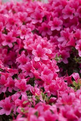 Rhododendron obtusum 'Drapa' 30-40 cm - Azalee, rosa Blüten, Blütezeit April-Mai, ideal für Kübel und Rabatten, winterhart und pflegeleicht