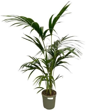Kentia-Palme - Palme - Zimmerpflanze - 130 cm - Ø21cm