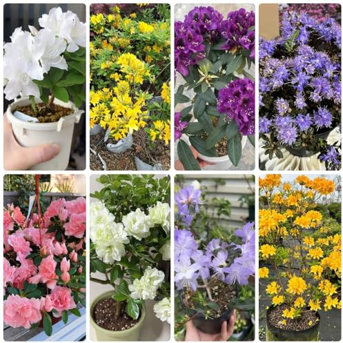 Semi di azalea, da esterno resistenti Rododendro, decorazione da giardino per esterni per luoghi soleggiati da giardino roccioso resistenti 250pcs