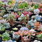 TOYHEART 600 Piezas De Semillas De Flores De Primera Calidad, Semillas De Suculentas, Forma Floral, Jugosas Semillas De Plantas De Balcón Sin OMG Para Jardín Multi