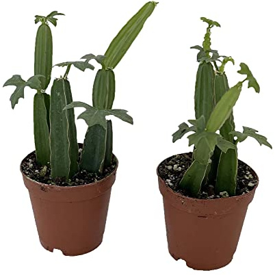 Veldt Grape Ivy - Devil's Backbone Herb - Cissus quadrangularis - 2 Pack 2 Pots