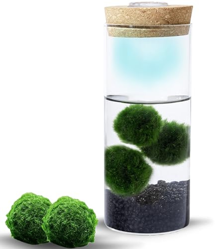 MOSSBALL Glasterrarium-Set mit 3 lebenden Moosbällen, Wachstumslicht, kleinen Steinen – kleines Tisch-Glasterrarium für Büro, Garten, Heimdekoration (maxiMOSS with Black Stones)