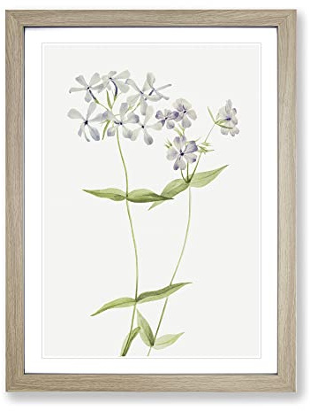 Blue Phlox Flowers By Mary Vaux Walcott Vintage Framed Print | A2 Oak Framed Wall Art | Ready to Hang | Classic Floral Picture | Living Room Bedroom Lounge Office
