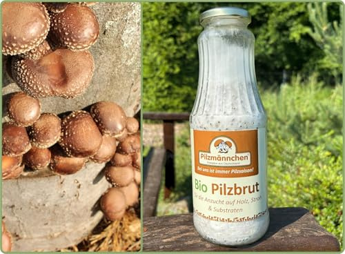 Bio Shiitake Körnerbrut - Pilze selber züchten