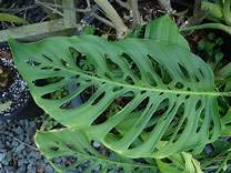 Portal Cool 100Pcs Monstera obliqua Semi di Fiori Bonsai Piante da Vaso della Decorazione potseeds Giardino Turtle
