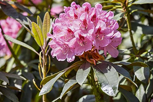 Rhododendron Hybr. 'Lady Annet.de Trafford' 60-70 cm - Rhododendron, rosa Blüten, Blütezeit Mai-Juni, ideal für Halbschatten, immergrün, winterhart
