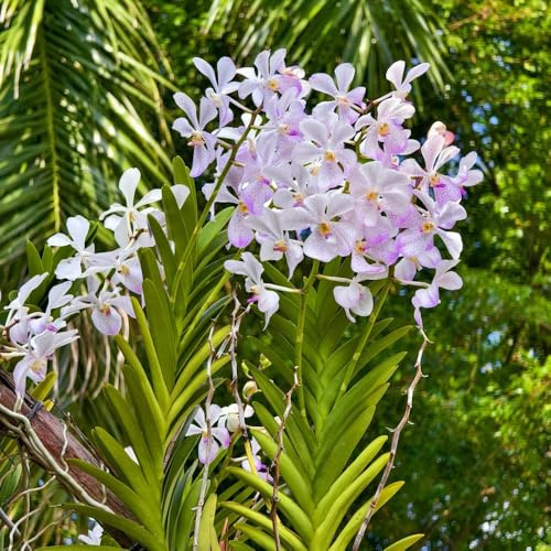 semi pendenti dell'orchidea Vanda, serre da balcone, giardino resistenti per balconi da esterno 550pcs