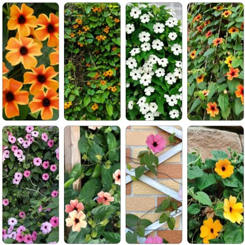 susanne dagli occhi neri selvaggio, autunno, perenne trepadores semi perenni selvaggio resistente balcone arbusto farfalle 350pcs