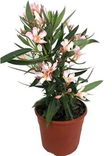 Adelfa o Oleandro Natural Planta de Flores Rosas para Jardines o Terrazas