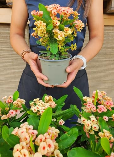 POWERS TO FLOWERS - EUPHORBIA VULCANA GIALLA/ARANCIO 2 PIANTE, VASO 13CM, spina di cristo, piante vere
