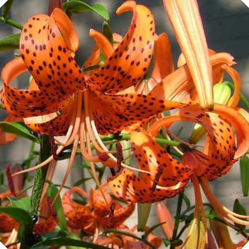 Lily Bulbs-Lily Bulbs for Planting Now UK-Flowering Bulbs Excellent Display Indoor Perennial Balcony Garden Bulbs Can Be Potted Aromatic-2bulbs-E