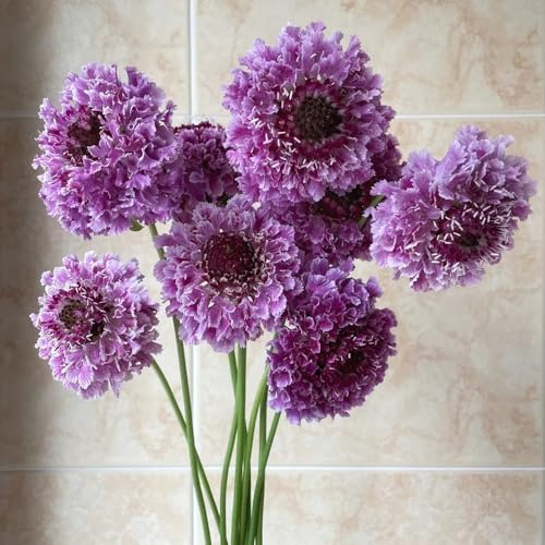 skabiose, balkonpflanzen winterhart witwenblume kräuterpflanzen, balkon kletterpflanzen bio balkon 450samen