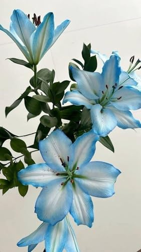 giglio bulbi,Robusto, Elegante, Nobile, Delicato, lilium bulbi,Naturale-8 bulbi-E