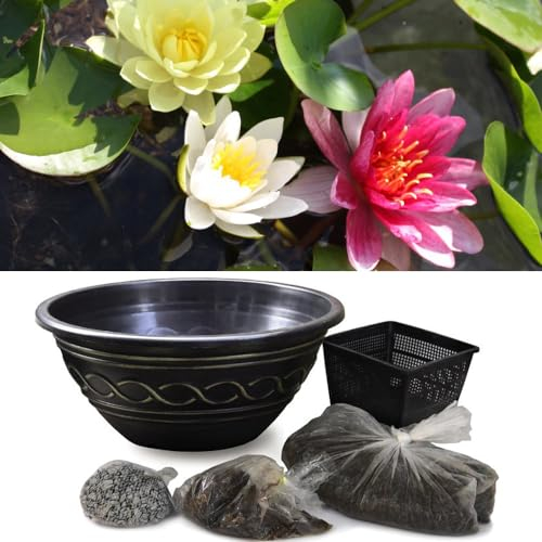 Waterlily Tricolour + Pond Basket + Black and Gold Bowl Kit - Compact Waterlilies for Small Ponds - Easy Planting - Calming Garden Water Feature by Thompson & Morgan