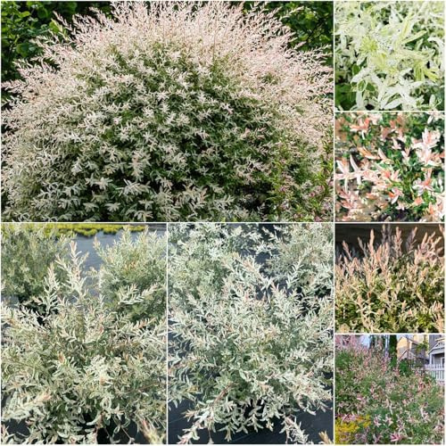 semillas de tallo de sauce arlequín interior arbustos setos resistentes hakuro jardín césped ornamental resistente hakuro - nishiki 150pcs