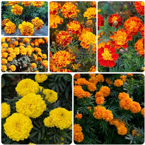 semi di calendula perenni, esotiche resistenti giardino, balcone 350pcs