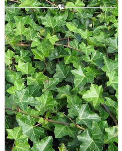 Irischer Efeu Hedera hibernica 80-100 cm im Topf. Angebot: 40 Pflanzen. Winterhart
