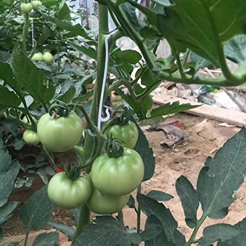 BOBOZHONG Tomate Apoyo,100 Pcs Ganchos Soporte Tomate,Soporte de Tomate en J, Utilizado en invernaderos de huertos para Evitar Que los racimos de Frutas se doblen, doblen o caigan