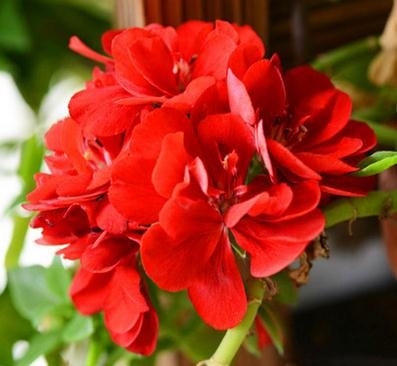 2016 Verkauf In einer Packung mit 20 Stück Geranien Semi Perenne Fiore Pelargonium peltatum Für die Innenumgebung stehen 17 Farben zur Verfügung