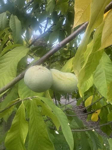 Winterharte Indianer-Banane 'Asimina triloba' 2 Samen Selten