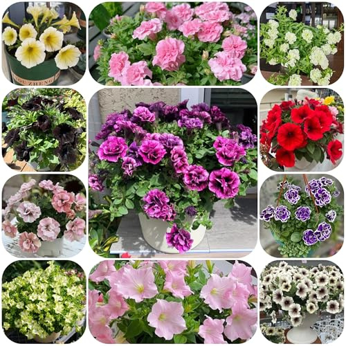 semi di petunia appesi copertura del terreno, perenne di petunia petunia resistenti per il giardino to perenne, decorazione autunnale 65pcs