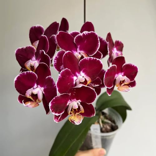 semi di orchidea phalaenopsis - decorazioni per esterni, per balconi giardino vecchie varietà aiuole rialzate da resistenti perenni 600pcs