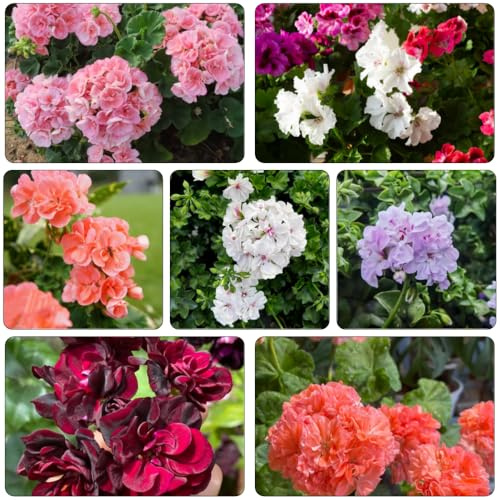 semi geranio da ufficio balcone giardino estate serrai balcone geranio interni esotici tagliati reali perenne 80pcs