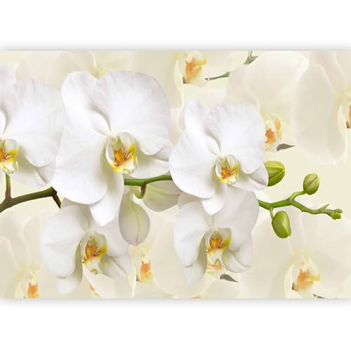 murando Fotomurales Flores Orquidea 350x256 cm XXL Papel pintado tejido no tejido Decoración de Pared decorativos Murales moderna de Diseno Fotográfico Naturaleza b-B-0337-a-a