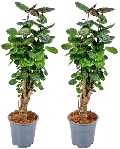 Bloomique - 2er-Set Polyscias Fabian - Aralie - Zimmerpflanzen - Pflegeleicht - Luftreinigend - Höhe 50-60 cm - Topf 17