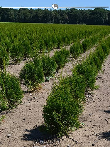 Lebensbaum Thuja Smaragd 60-80 cm im Topf. 3x Heckenpflanze. Immergrüne Konifere