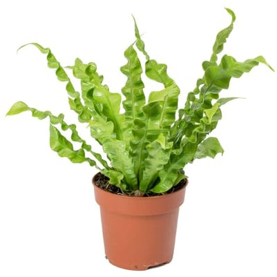 Asplenium Lengua de Ciervo Natural Diseño Vivo para Ambientes Acogedores