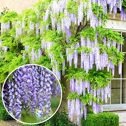 Wisteria sinensis - Blau blühende laubabwerfende winterharte Klettergarten-Strauchpflanze