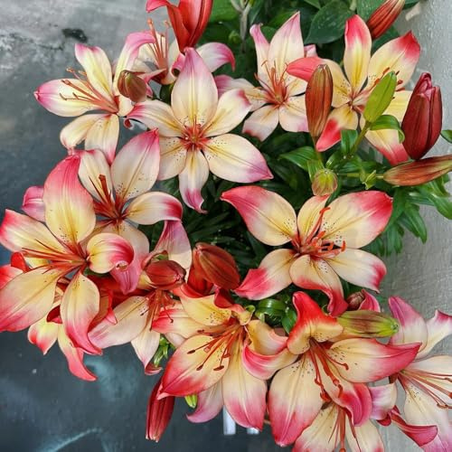 bulbos de lirios resistentes - primavera balcón de interior tempranas 8pcs