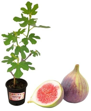 P. Piantine da Orto | Fico Bonsai - Ficus Carica, Vaso 2 L, Pianta Pronta per il Trapianto, Frutti Esotici, Pianta Vera da Esterno, Vivaio Italiano