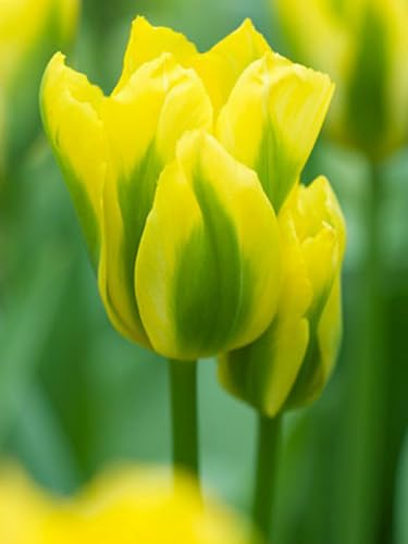 Tulpenzwiebeln 、Tulpen zwiebeln mehrjährig 、Tulpenzwiebeln weiss 、 Tulpenzwiebeln rot 、 Tulpenzwiebeln mehrjährig