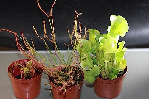 Fleischfressende Pflanzen, 3er Set - Riesig! D.muscipula, S.purpurea, Dr. binata