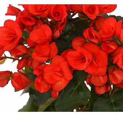Begonia Hiemalis PREMIUM Planta Naturales con Flores de Colores